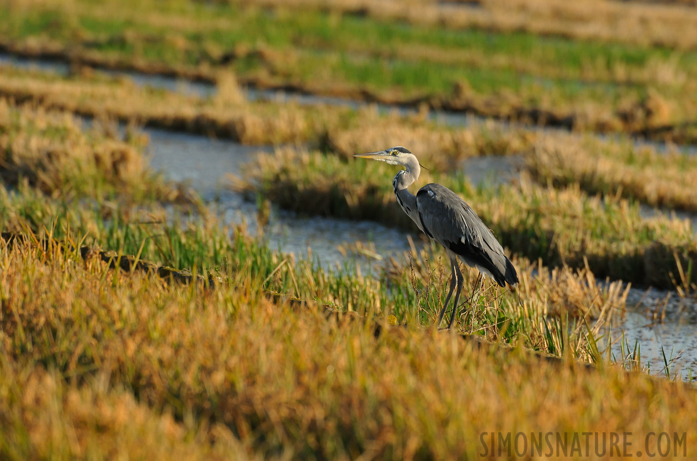 Ardea cinerea cinerea [550 mm, 1/1600 sec at f / 8.0, ISO 1600]